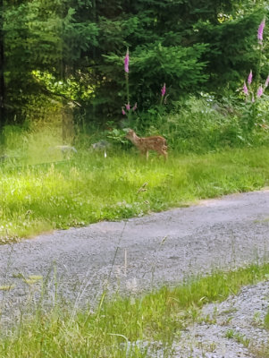 Fawn at edge of septic field