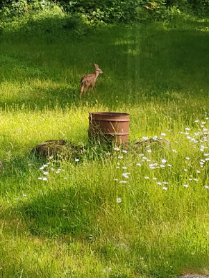 Fawn two