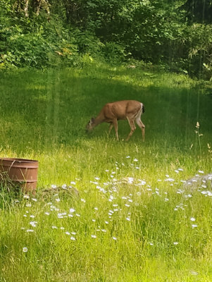 Mama deer. If you look closely, you can see her ribs.