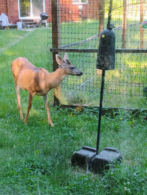 Youngest of the male siblings currently hanging out in the yard