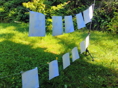 Paper that has had alum applied to it drying