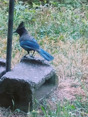 Stellar Jay