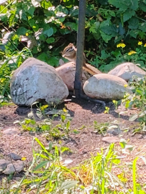 Baby chipmunk at the bottom of the feeder