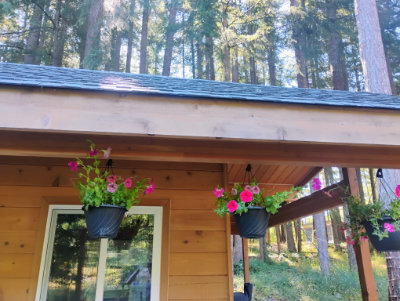Hanging flowers (maybe berries?)