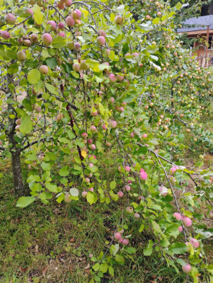 Fuji apples