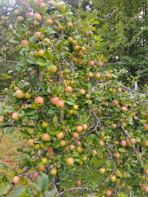 Honeycrisp apples on the tree