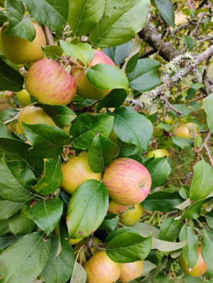 Honeycrisp beauty shot