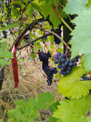 Purple grapes growing on the vine