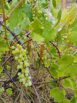 Green grapes growing on the vine