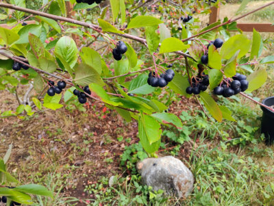 Aronia berries growing on branches