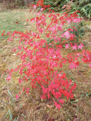 Red leaves on Japanese maple tree