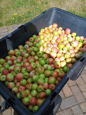 Hand cart 3/4 full of apples