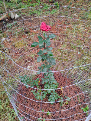Rose with single blossom