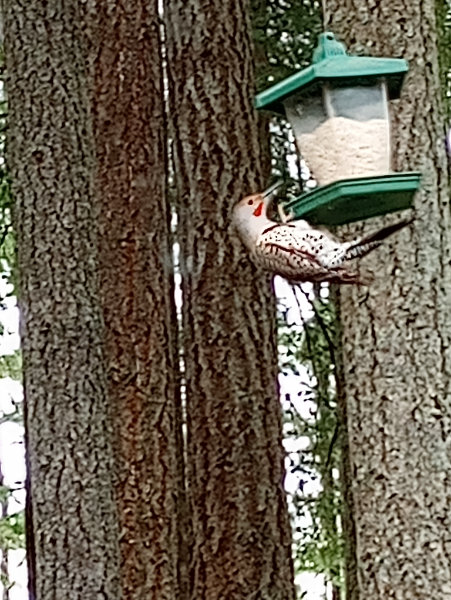Norther Flicker at one of my feeders
