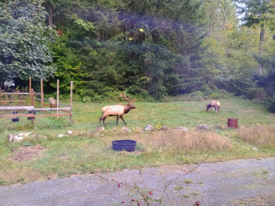 Elk bull walking across the yard