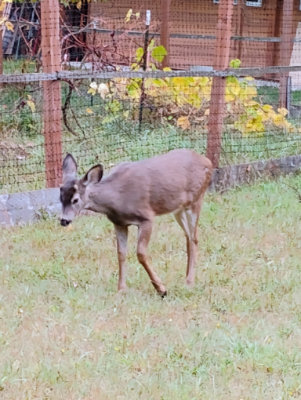 Boy deer